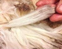 Wool Testing - Australia | Micron Man image 1
